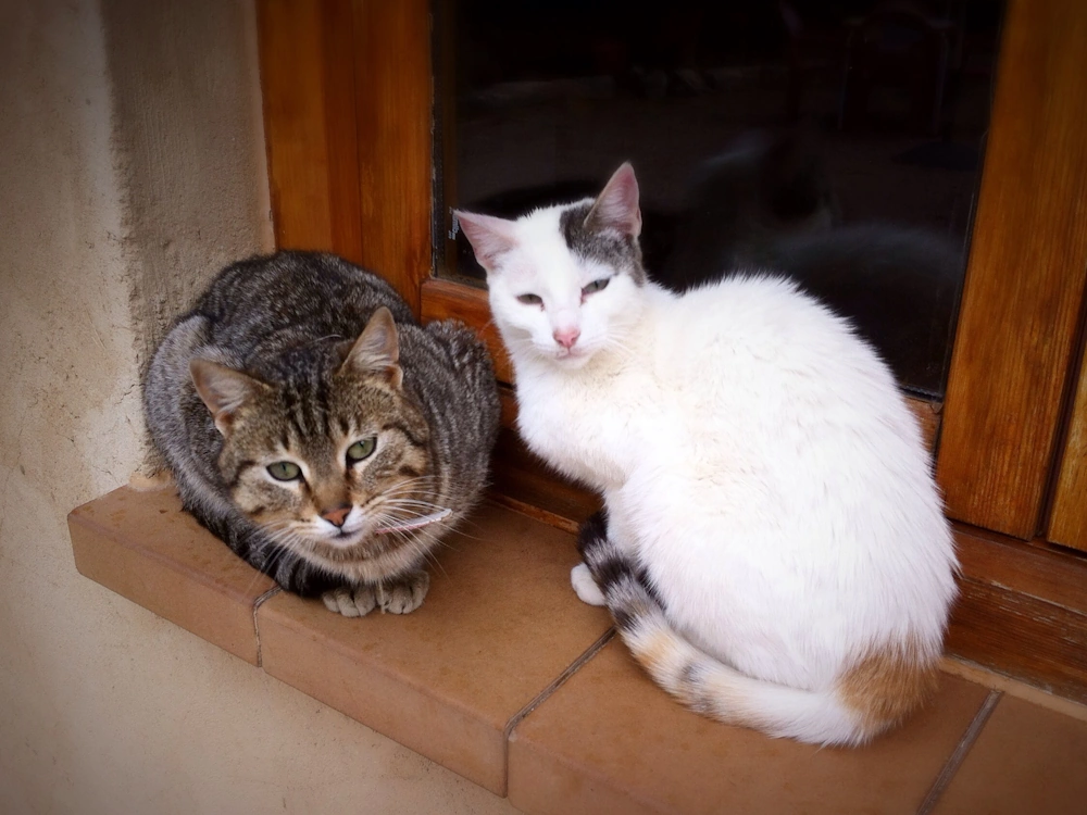 Gato pareja Aeropuerto de León